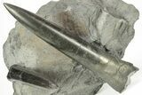 Two Jurassic Belemnite (Passaloteuthis) Fossils - Germany #199256-1